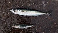 ｢魚が獲れない｣は世界で日本だけという衝撃事実 世界で見ると漁獲（生産）量は2億トンに倍増
