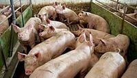 だから豚肉価格は17年ぶりの高値になった 伝染病の拡大だけが原因ではない!?