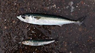 ｢魚が獲れない｣は世界で日本だけという衝撃事実