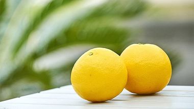 Sun-colored Hyuganatsu Citrus from the Town of Organic Farming