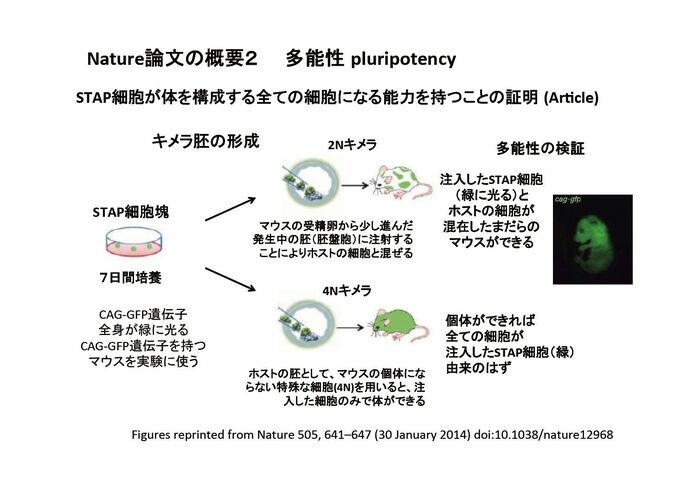 すべての細胞になる能力を持つとされた