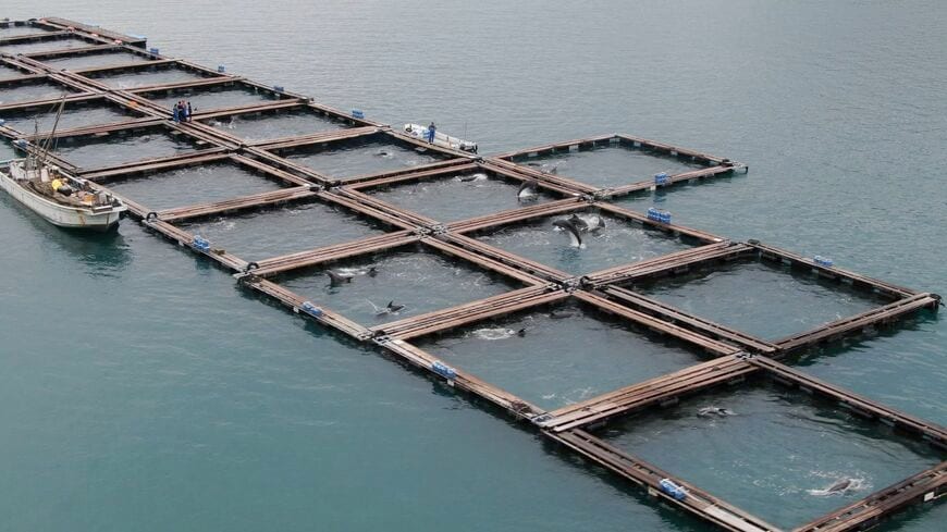 太地町森浦湾では、多数のイルカが「在庫」としてイケスで飼育されている（＠Life Investigation Agency/Dolphin Project）