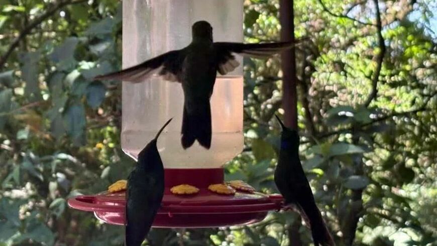 餌場で群れるハチドリ