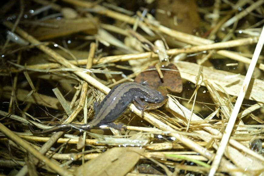キタサンショウウオのメス。体長12－14センチほど（写真：釧路水域保全の会提供）