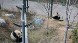 新パンダ舎で柵越しにお見合い。雄のリーリー（左）が雌のシンシンを気にしている（写真：公益財団法人東京動物園協会提供）