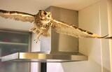 大型のフクロウは、やはり羽を伸ばして飛ぶ姿が美しい（写真提供：ゲンさん）