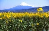 菜の花畑が広がる中、富士山を背景に走る0系（撮影：南正時）