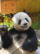 パンダ