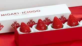 MIGAKI-ICHIGO: Japan's Tech-Savvy Strawberry