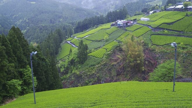 静岡の高級茶が消滅危機