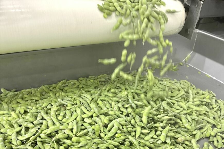 冷凍枝豆の工場での加工の様子。すぐに冷凍加工されるため新鮮さが保たれます（写真：筆者提供）