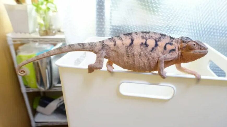メスのカメレオンは普段ピンク色（写真提供：山村さん）