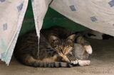 硬い抱き枕に左腕をあずけているような珍しい寝方の猫（マルタ・ヴァレッタにて／写真：新美敬子）