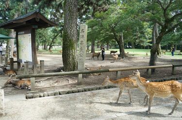 100億の貢献？糞虫の聖地｢奈良公園｣の奥深き裏側 驚異の自然サイクル！莫大な経済効果生む陰の掃除屋 | 旅行 | 東洋経済オンライン