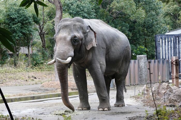 正門入ってすぐにはインドゾウ