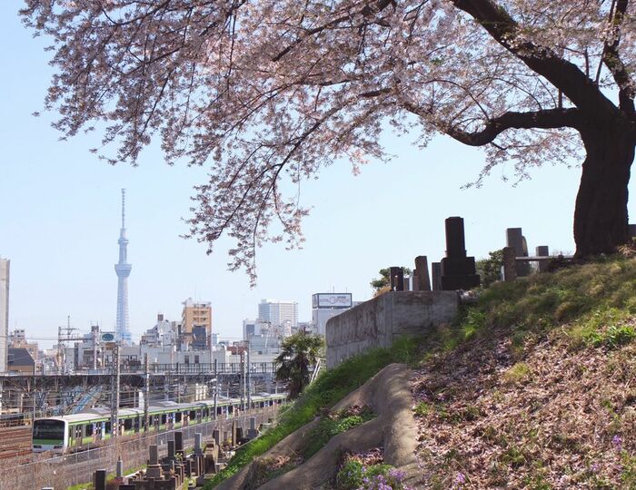 谷中墓地とスカイツリーと山手線