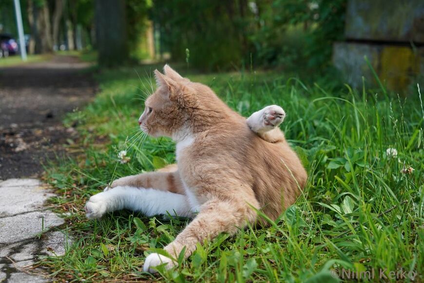 途中で思い出したことがあり、毛繕いしていることを忘れた（ラトビア・ユールマラにて／写真：新美敬子）