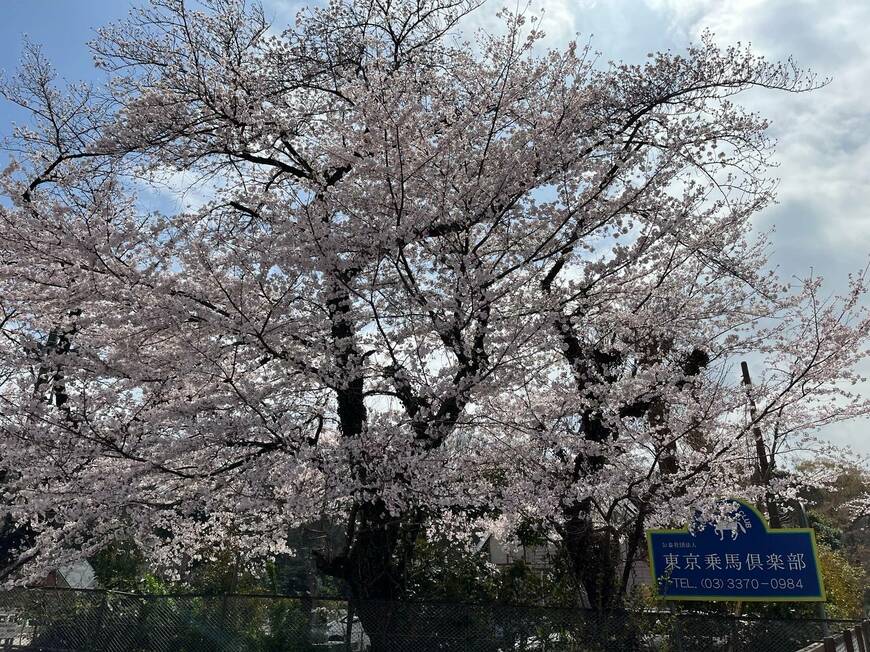 桜のロケ地