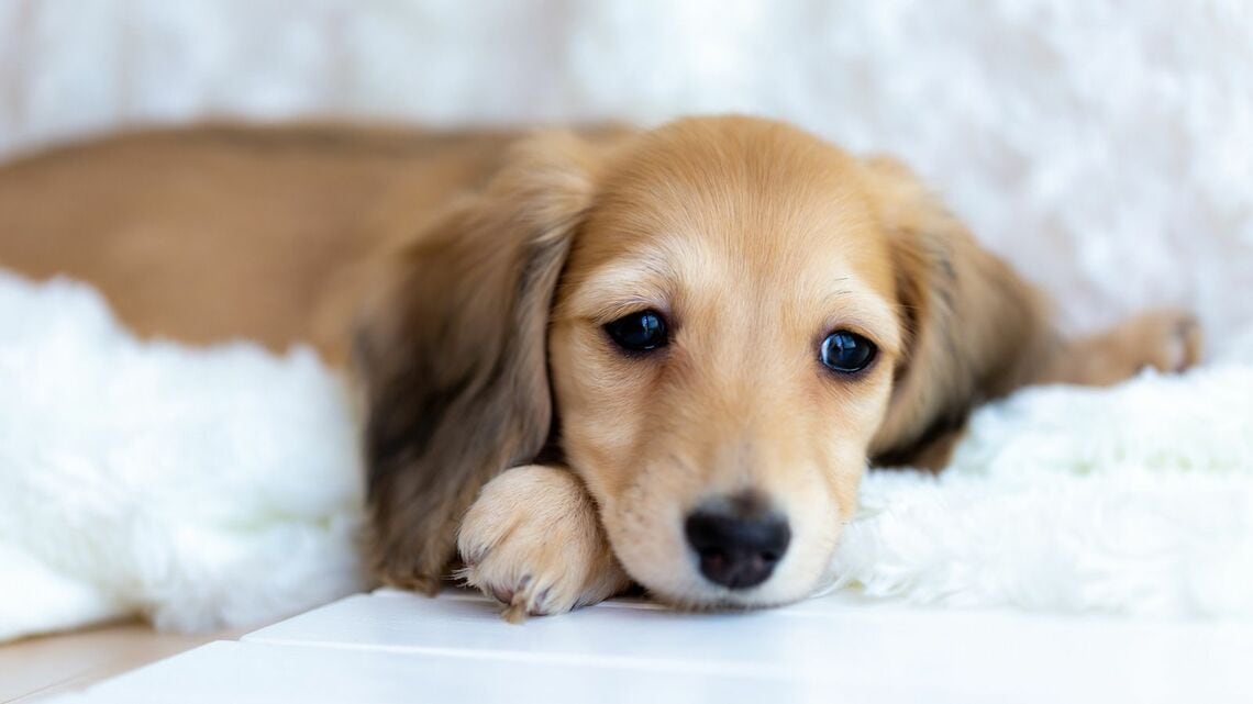 自分の死後も愛犬・愛猫を幸せにする方法