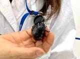 体長7cmにもなるマダガスカルオオゴキブリ。「シューシュー」と鳴き、ペットとして飼うひとも（筆者撮影）