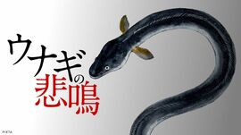 ウナギの悲鳴
