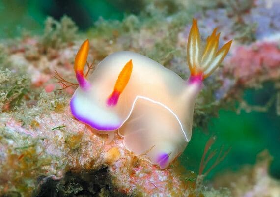 ウミウシ 今本淳 奄美大島