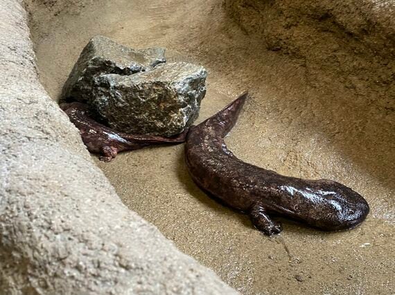 ごかつら池どうぶつパーク