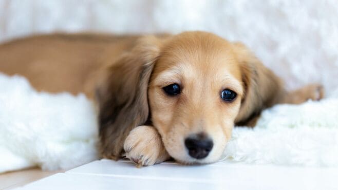 ｢入院で放置｣高齢者のペット飼育の"理想と現実"