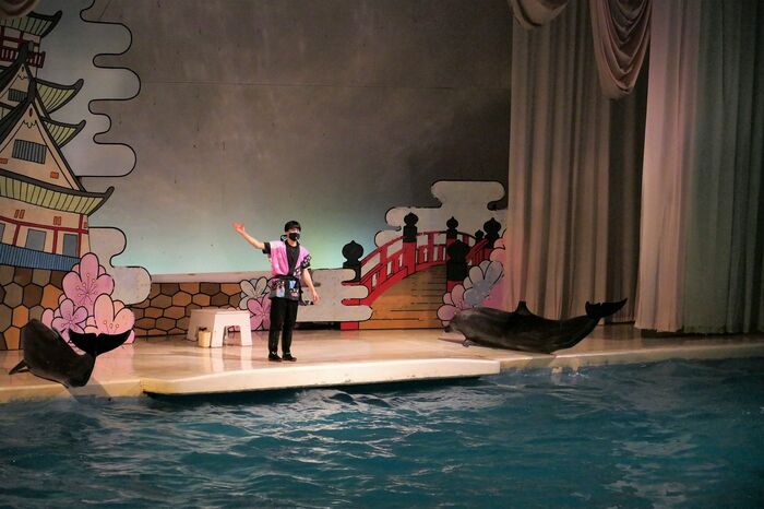 いるか・あしかパフォーマンス