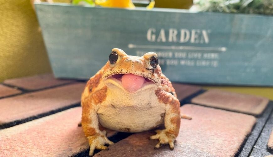 （写真提供：ぴよさん）