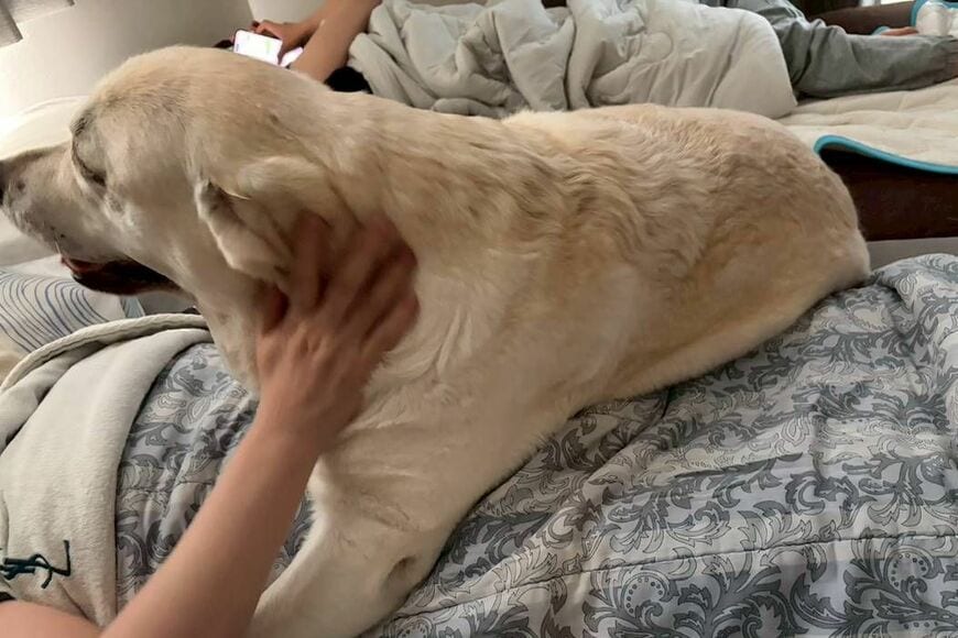 久々に会った大好きな「オバ」の上に思わず乗る（写真：筆者提供）
