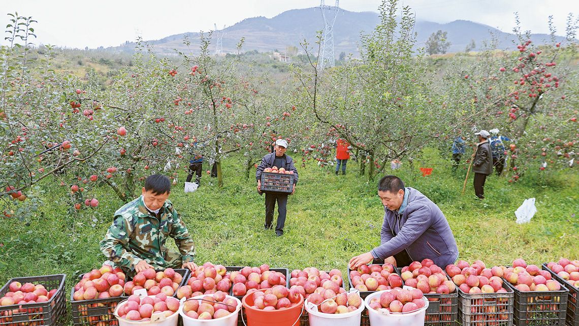 リンゴ農家、収穫作業中のイメージ画像
