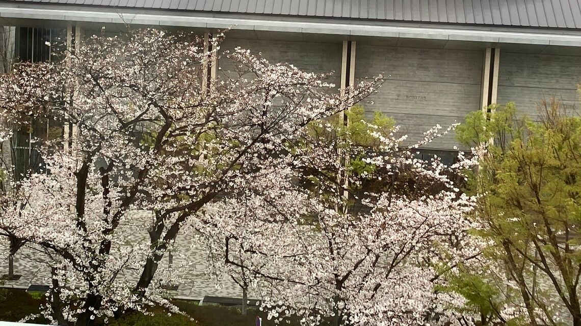 病床の窓から望む桜（筆者撮影）