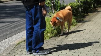 受験生のスランプ解消｢犬の散歩｣が効く納得理由