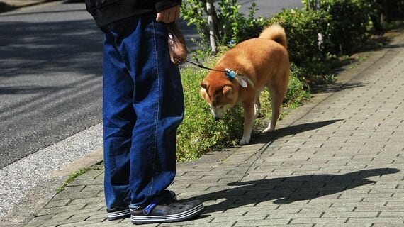 犬の散歩