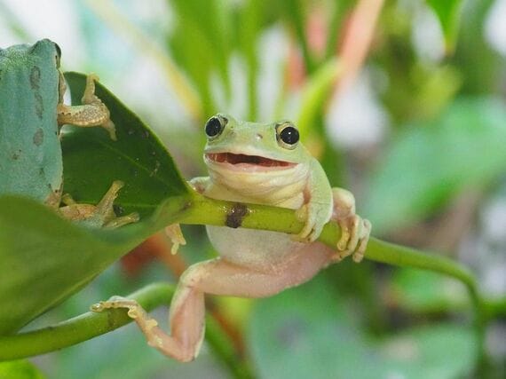 シュレーゲルアオガエル