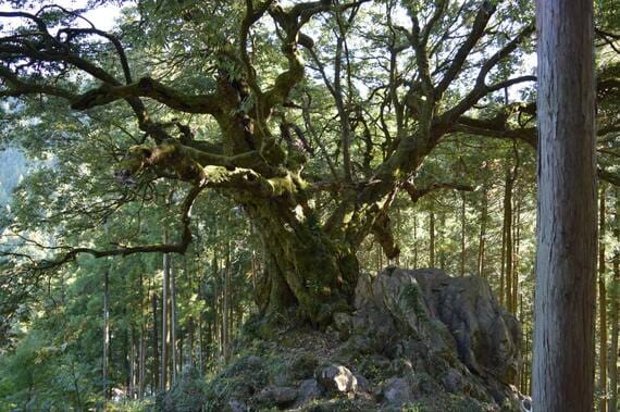山抱きの大樫