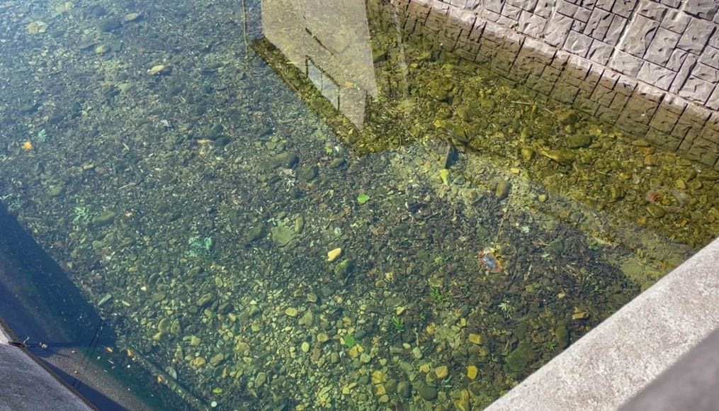 遡上できずに河口が見えるような川で産卵するサケ （写真：筆者提供）