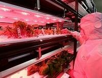 居酒屋が野菜を作り始めたワケ--コロワイドの食材加工子会社社長に聞く