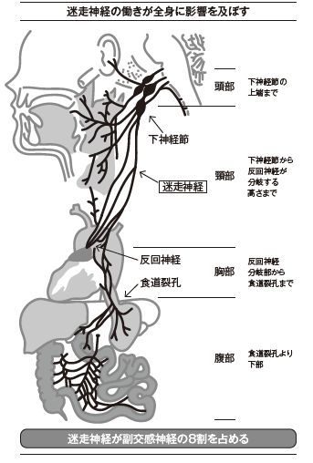 （出所）『慢性疲労を治す本: いつまでも消えないつらい疲れ・だるさの正体』