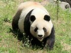 王子動物園で散歩するタンタン