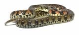 千葉県のヤマカガシの一例