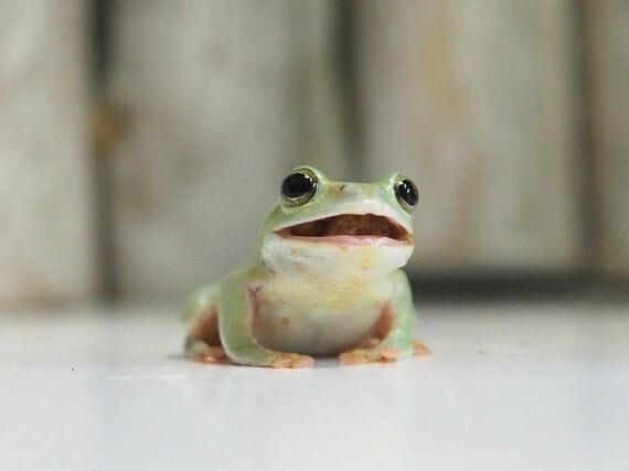 マイさん宅のカエル