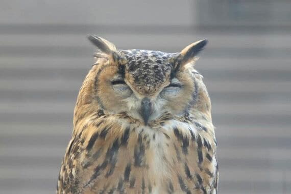 眠るガルー
