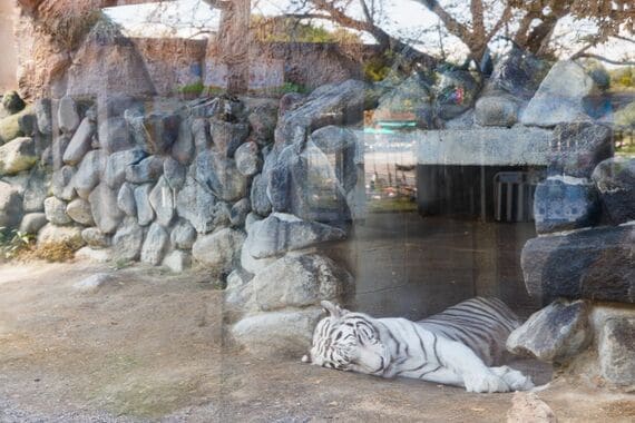 東武動物公園 ホワイトタイガー