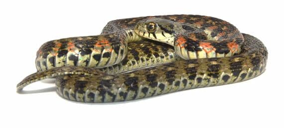 千葉県のヤマカガシの一例
