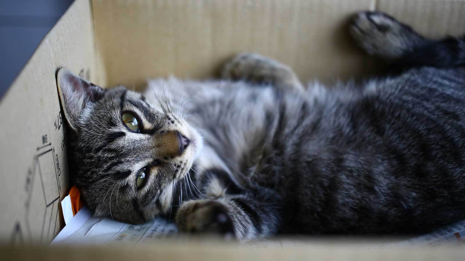 ペットの病気｣は飼い主をここまで苦しめる  最新の週刊東洋経済 