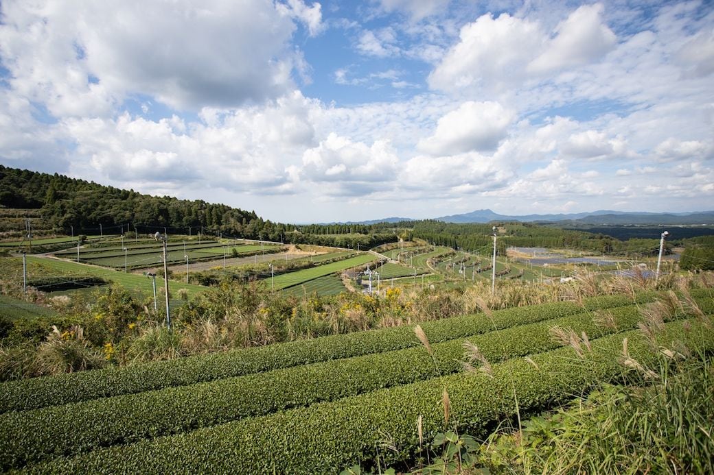 無糖なのに甘い かごしま知覧紅茶 ヒットの要因 食品 東洋経済オンライン 社会をよくする経済ニュース