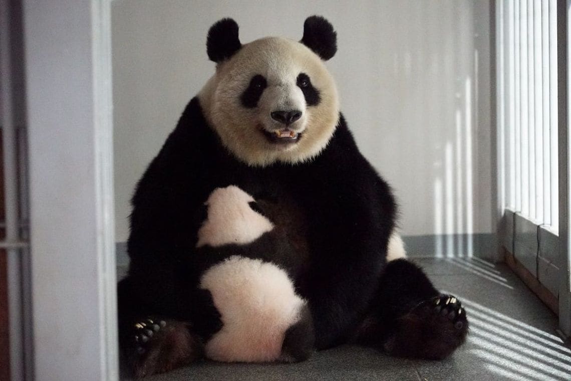 パンダは暑がり 産室22度 で過ごす双子の成長記 雑学 東洋経済オンライン 社会をよくする経済ニュース