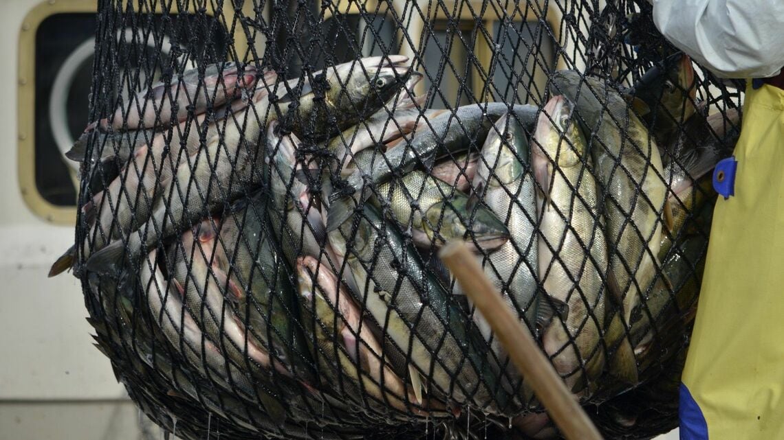 サケの漁獲数の回復は一時的か（写真：山田プロダクション／PIXTA）